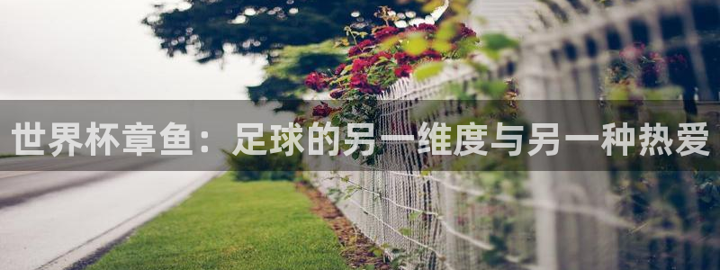 亚洲区世界杯预选赛：世界杯章鱼：足球的另一维度与另一种热爱